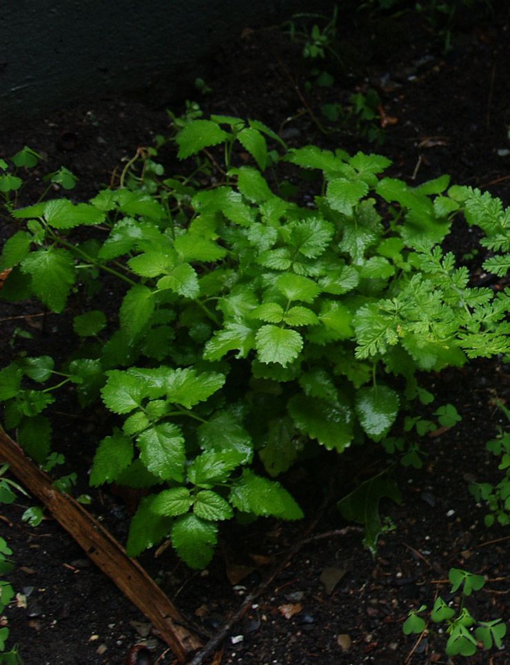 Lemon Balm  member of the mint family It grows roughly 2 feet high and from 2 to
