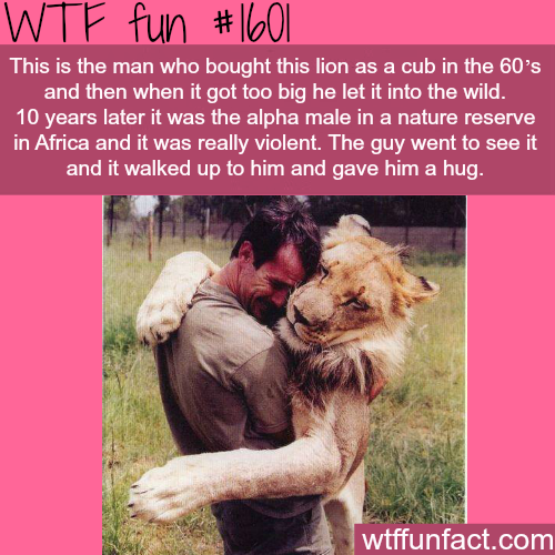 Man and Lion best friends -WTF fun facts