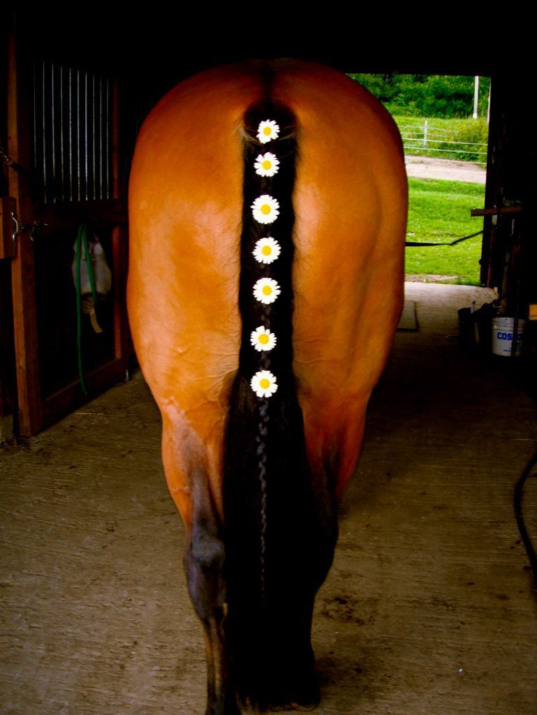 otteventer:  livinglifehowiwant:  I like my horse with big butts  wait but can s