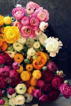Ranunculus flowers, one of my faves