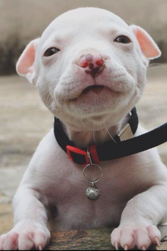 So freaking cute! Baby pitbull.