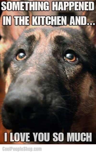 That face…. One day, I will have a shepherd. Whether it be a German shepherd o