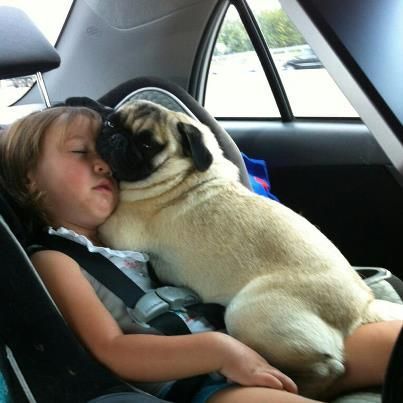 That is a cuddle bug pug for you.  They are the most cuddles of all dogs:)