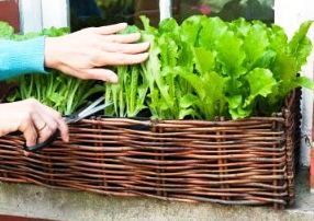 The best container gardening vegetables and herbs to grow. Some exceptional plan