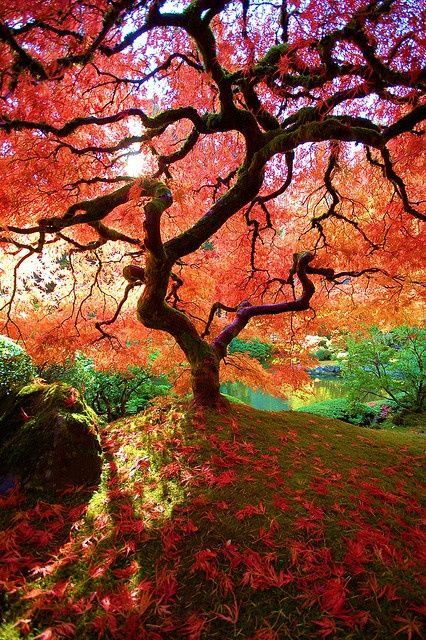 The Famous Maple – Japanese Gardens, Portland, Oregon I want to see this with my