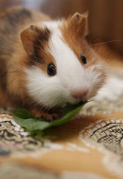 This is so Adorable!  -Guinea Pigs, Cute I cant see a guinea pig pin and not pin