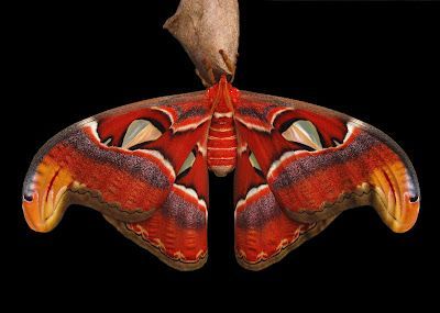This stunning creature is the Atlas Moth (Attacus atlas), the largest moth in th