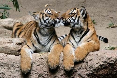 Tiger Kisses | The 25 Cutest Animal Kisses