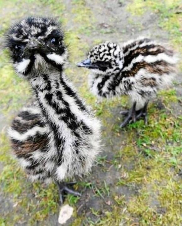 Via Emu Chicks | Cutest Paw
