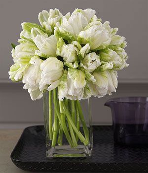 white & green parrot tulips – simple & elegant – look great alone, or could be m