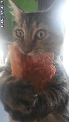 Your dinner is not really your own. | 23 Signs Your Cat Actually Owns You
