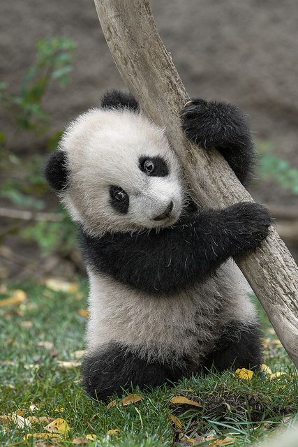 Yun Zi Tree Hugging Back in 2009 by Official San Diego Zoo, via Flickr