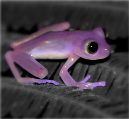 Purple Frog