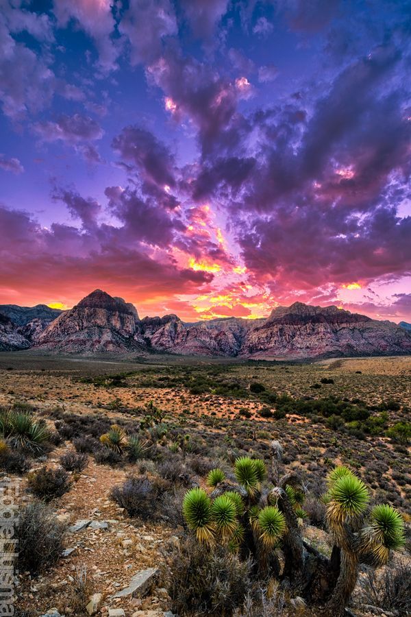 Red Rock Canyon, Nevada (Such a beautiful area for hiking and only 20 minutes ou