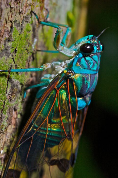 turquoise cicada  I might as well never look at another bug again in my life bec