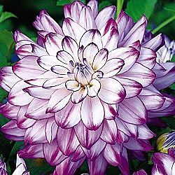 Dinnerplate Dahlia – i love these huge blooms – this variety (the “who dun it”)