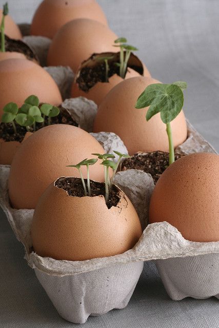 Start seedlings in an egg shell and, when ready, plant the entire thing. The egg