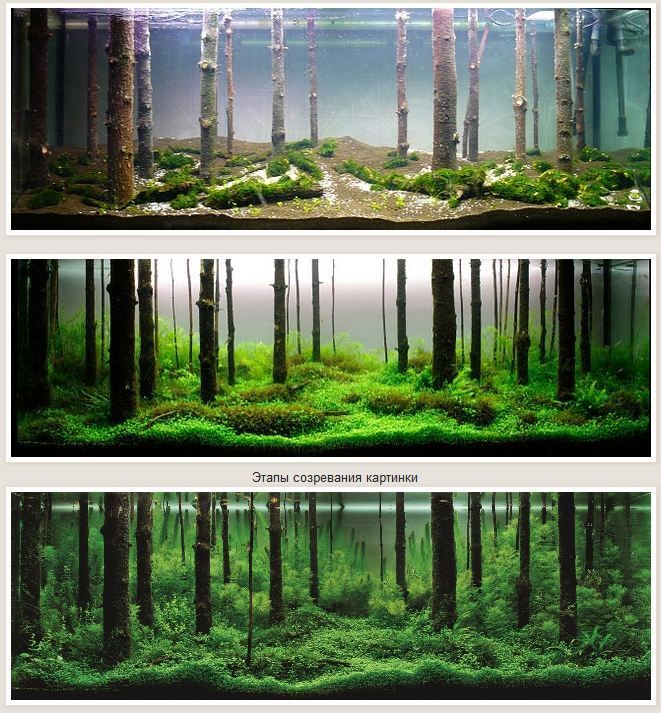 Forest-Aquascape