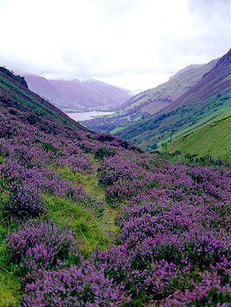 Breathtaking Scottish Highlands – I want to go back when the heather is blooming