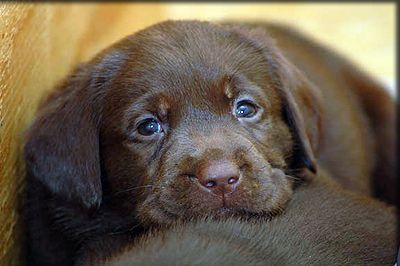 Chocolate lab puppy! I want want…eventually. (preferably potty trained)