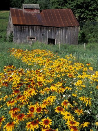 Black Eyed Susans and Barn, Vermont ~ by Darrell Gulin
