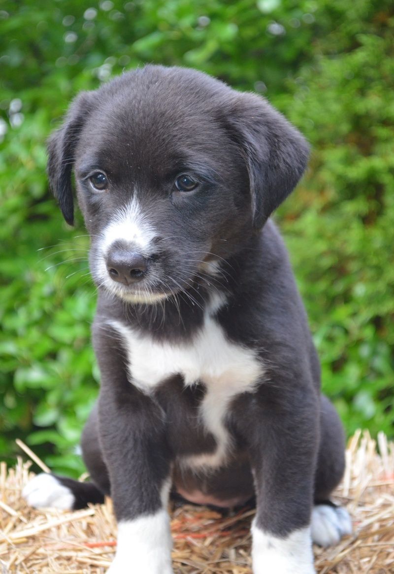 Meet Josie! She is a beautiful 8 week old female, Border Collie/Lab mix puppy th