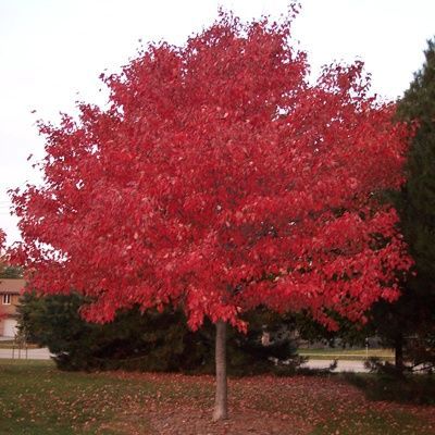 Scarlet Maple Tree – fast growing tree that is one of the first to show fall col
