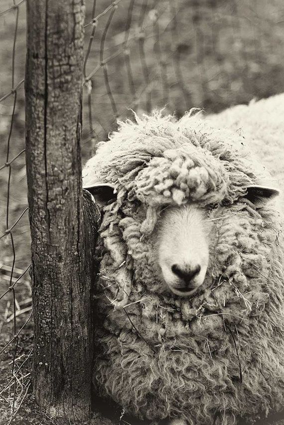 Sheep Photography Black and White Print by CarlChristensen on Etsy