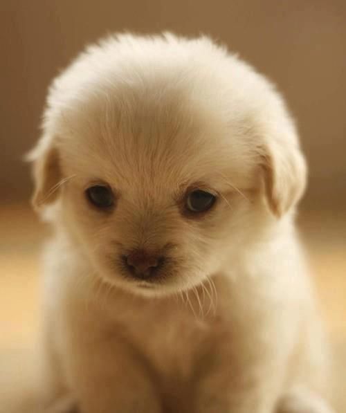 So cute! Just want to cuddle this lovely puppy! Do you want that too? #CutePuppy