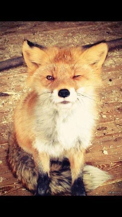 winking fox. oh. em. gee. i almost cannot handle the cuteness here….arghhh!