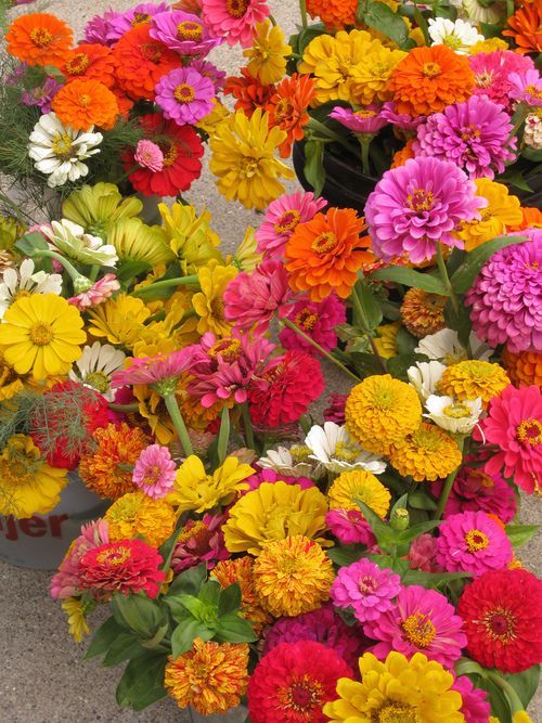 Zinnias, such a sun loving, heat tolerant, hearty flower. Toss some seeds in pre