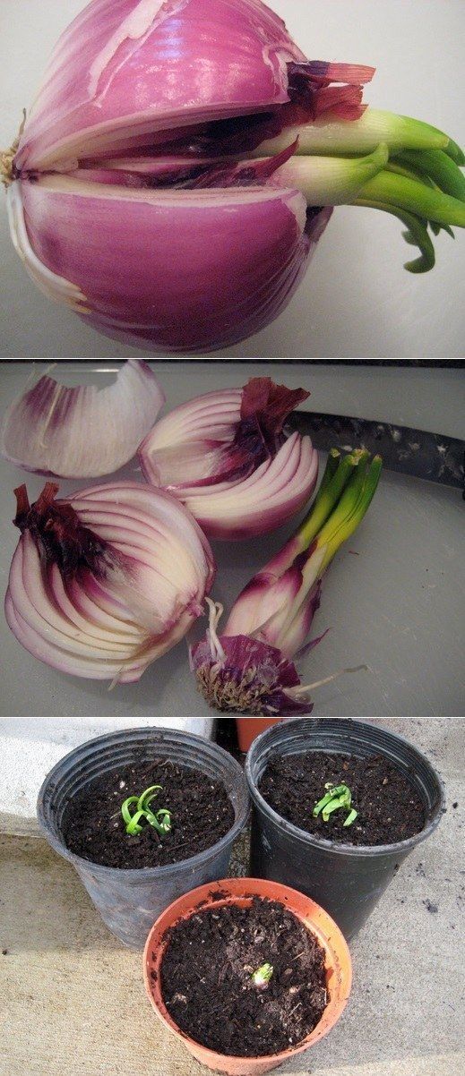 ALSO ONIONS. | 30 Insanely Clever Gardening Tricks