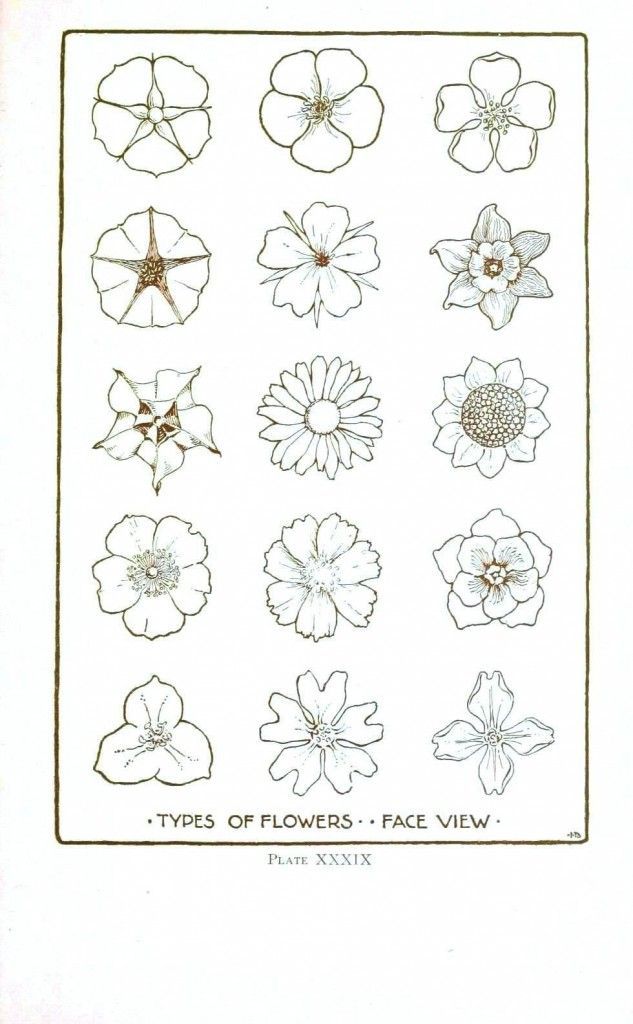 Botanical  Flower  Flower line drawings 2 | Vintage Printable at Swivelchair Med