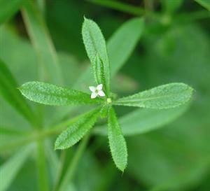 Cleavers is a medicinal wild herb that grows throughout the United States, Brita