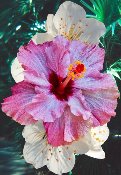Hibiscus- when my nephew was small, he asked the name and , thereafter, when he