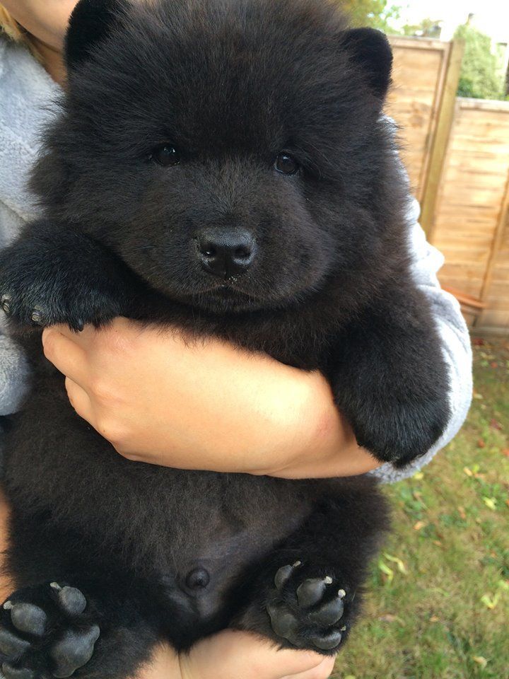 I dont know what breed of dog this is, but I really want one. It looks like a ba