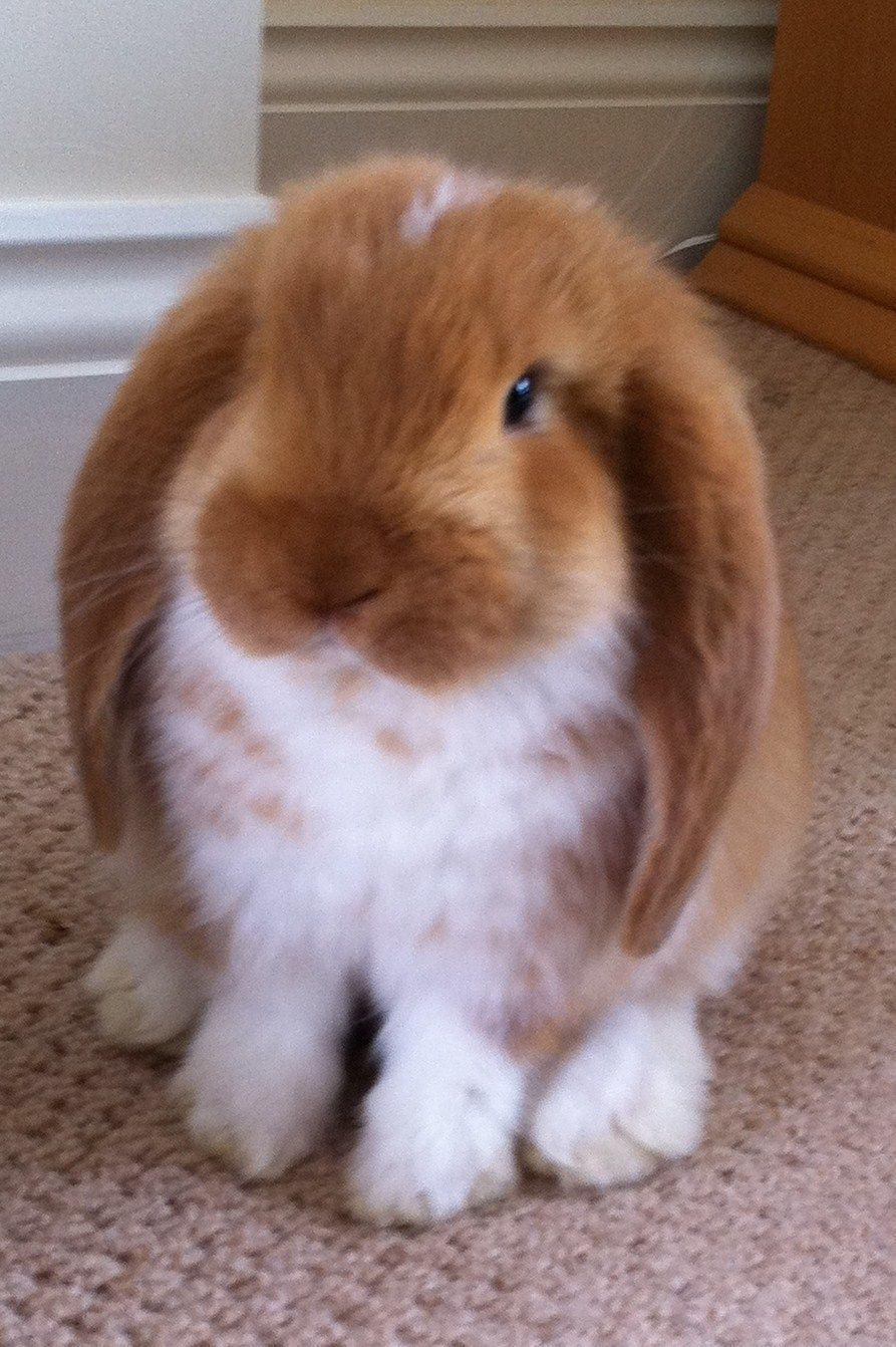 Lop ears are the best bunnies hopefully my mom will let me get my Holland lops s
