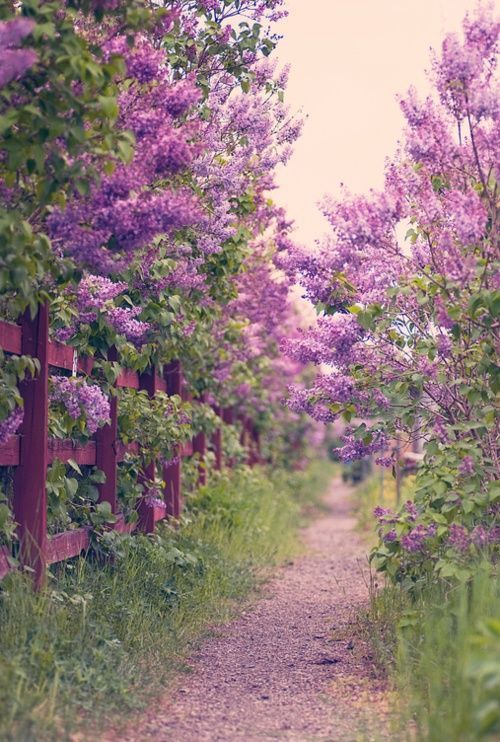 My favorite flower is the lilac…reminds me of Gering, NE and my Grandma Rosas