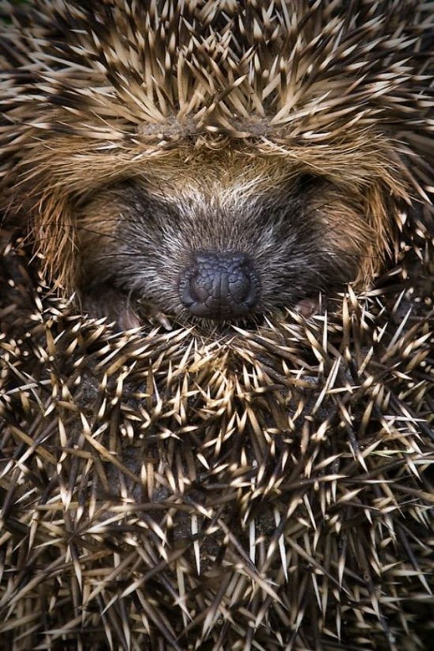 Sleeping #hedgehog.