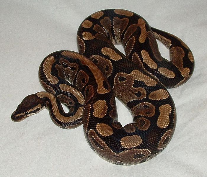 The Best Pet Snake, A Ball Python. Ball Pythons are an easy snake to keep as a p