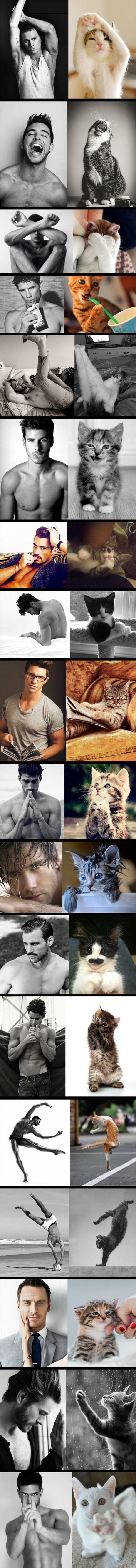 The Husband Catalog (43 pics) – kitten; kitty; cats  My favorite is the one of t
