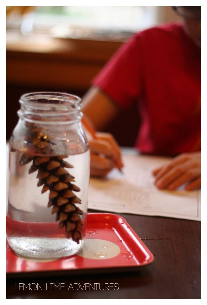Why do Pinecones Open and Close? What a perfect fall science experiment for kids