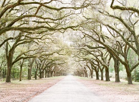 Wormsloe Plantation–Savannah, Georgia I love Savannah will plan to spend many w