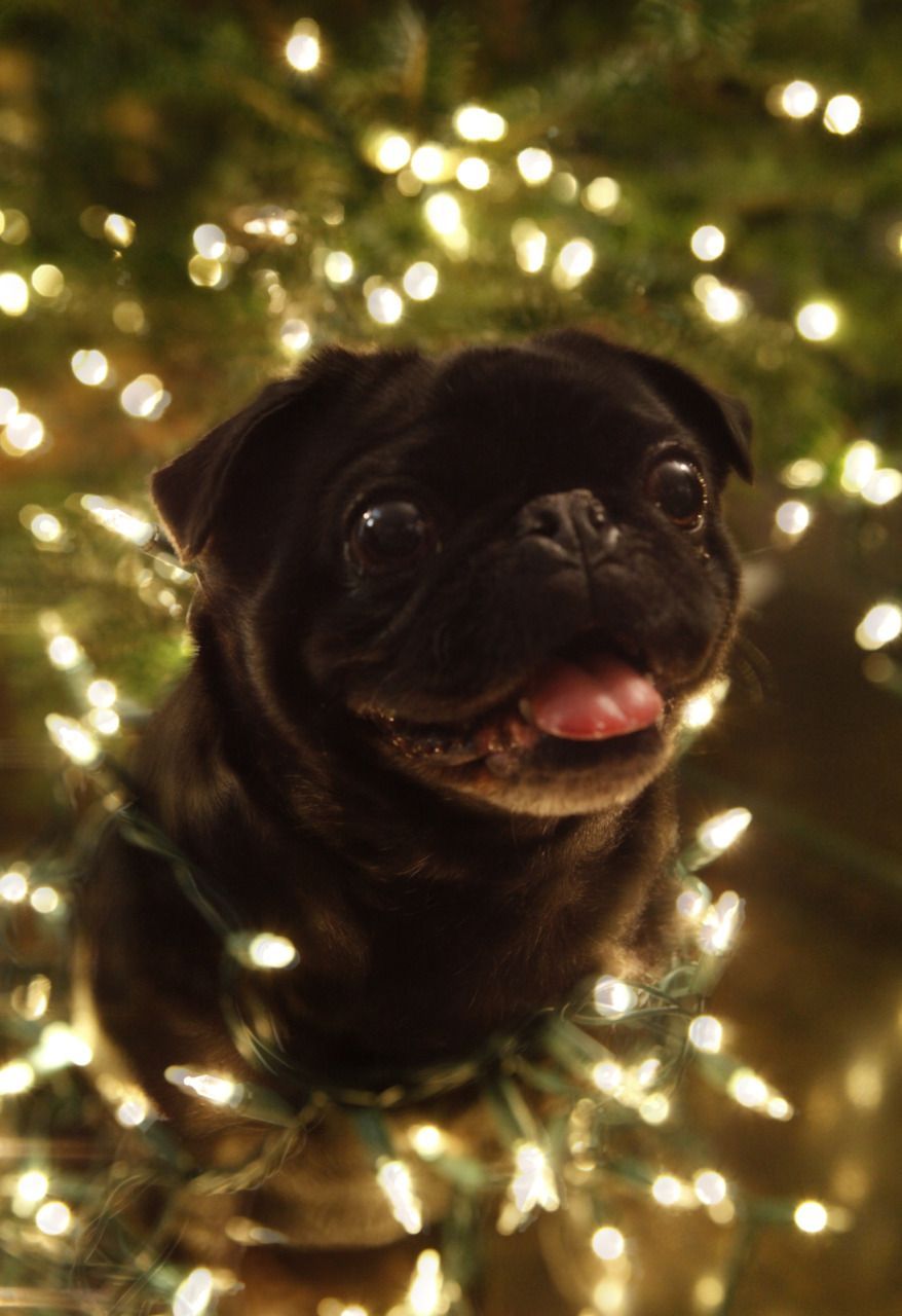 Can it be Christmas again?  Please?  Pretty please?  Clean pug! Pug Love dog dog