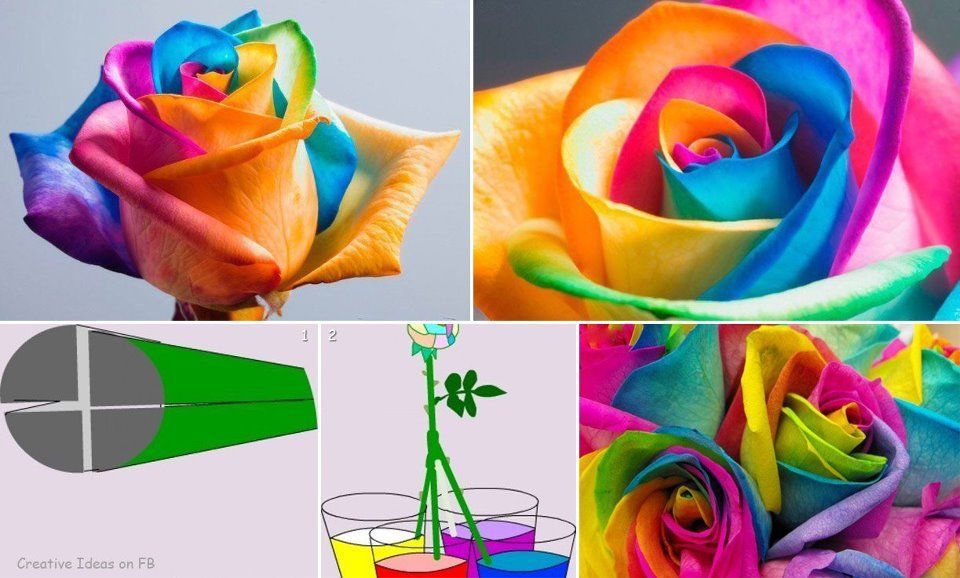 Cool science experiment for kids! R