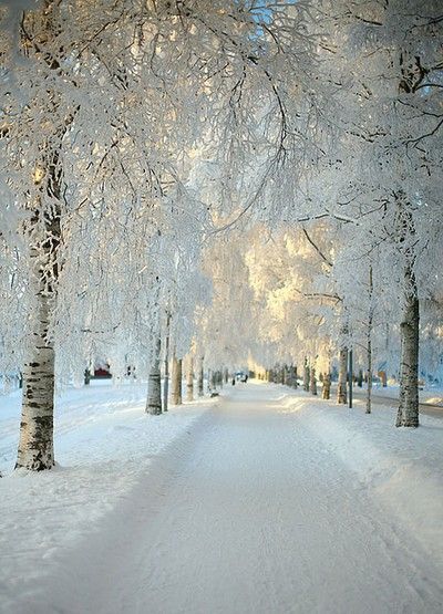 I love the few days a year when I wake up to a winter wonderland like this!