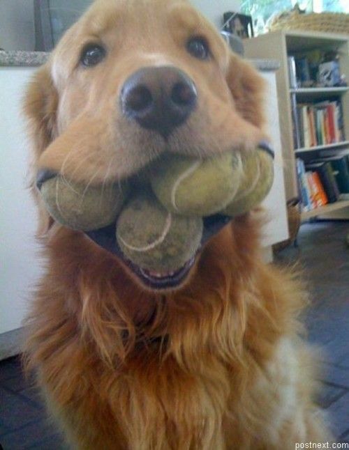 This dog is seriously obsessed with his tennis balls!!  Geezz…4 of them in his