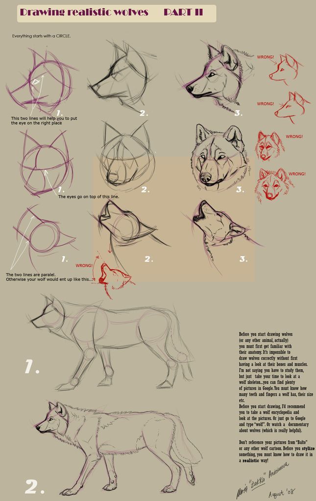 Wolf Drawings Step by Step | Guides