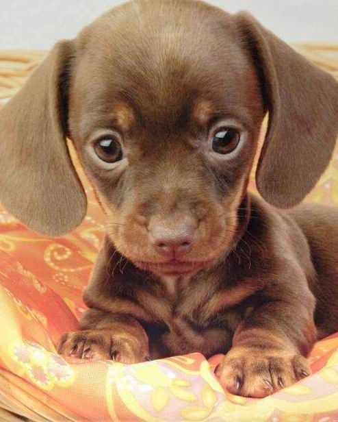 Dachshund puppy….its head is so b