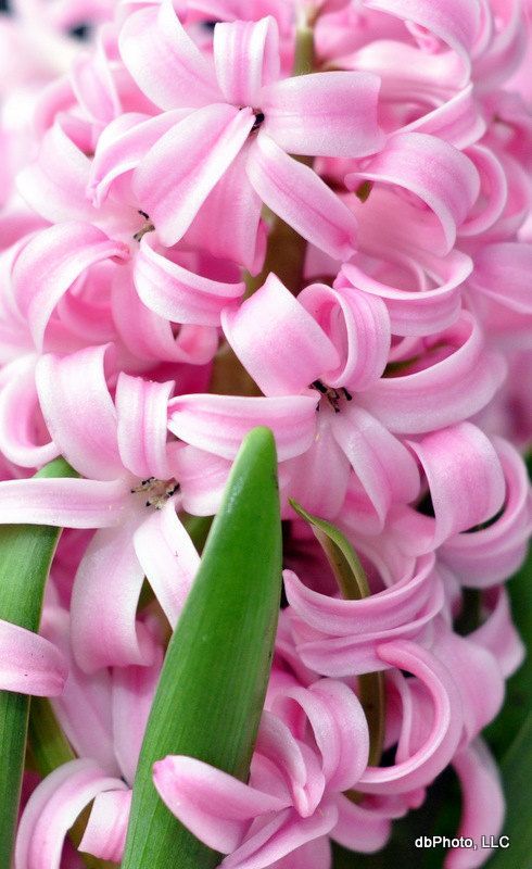 Hyacinth – Denise Bierach. These ba